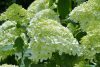 Hydrangea paniculata LIMELIGHT ® - Fehér bugás hortenzia