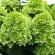 Hydrangea paniculata MOJITO ® - Bugás hortenzia