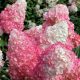 Hydrangea paniculata PINK LADY -  Rózsaszín bugás hortenzia