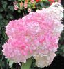 Hydrangea paniculata PINK LADY -  Rózsaszín bugás hortenzia