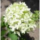 Hydrangea paniculata SHKYFALL® - Bugás hortenzia