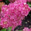 Hydrangea paniculata SUNDAE FRAISE ® - Rózsaszín bugás hortenzia