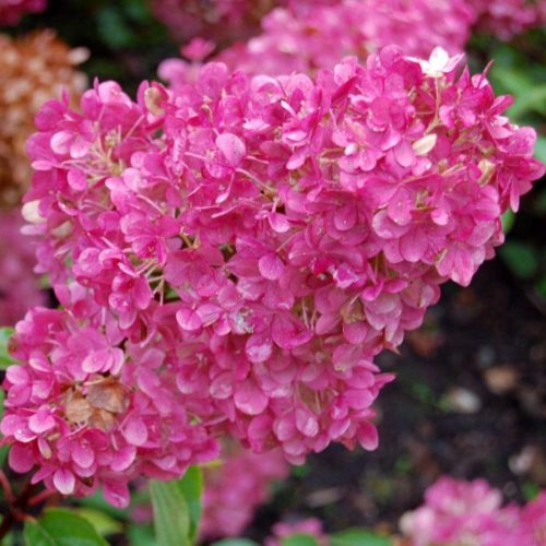 Hydrangea paniculata SUNDAE FRAISE ® - Rózsaszín bugás Hortenzia