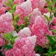 Hydrangea paniculata VANILLE FRAISE ® - Bugás hortenzia