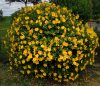 Hypericum HIDCOTE - Orbáncfű