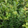 Ilex crenata CAROLINE UPRIGHT - Magyal