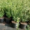 Ilex crenata CAROLINE UPRIGHT - Magyal