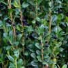 Ilex crenata FASTIGIATA - Oszlopos magyal