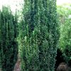 Ilex crenata FASTIGIATA - Oszlopos magyal