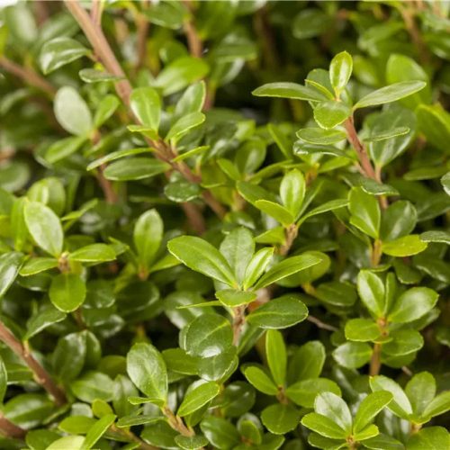 Ilex crenata GLORIE DWARF ® - Aprólevelű magyal