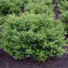 Ilex crenata GLORIE DWARF ® - Aprólevelű magyal