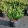 Ilex crenata GLORIE DWARF ® - Aprólevelű magyal