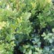 Ilex crenata GREEN HEDGE - Magyal