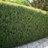 Ilex crenata GREEN HEDGE - Magyal