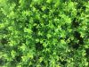 Ilex crenata GREEN HEDGE - Magyal