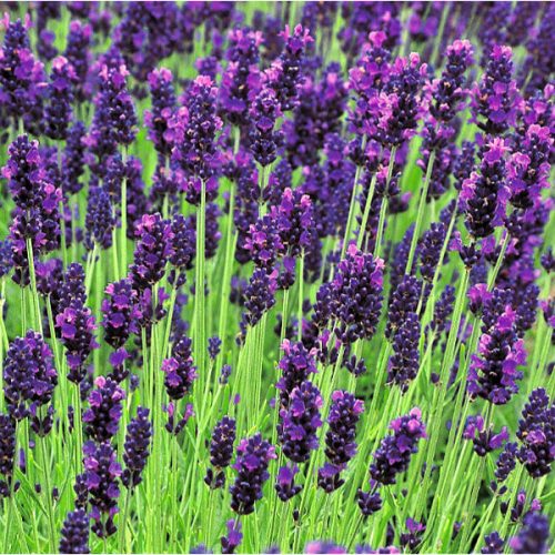 Lavandula angustifolia HIDCOTE - Sötétkék angol vagy közönséges levendula