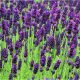 Lavandula angustifolia HIDCOTE - Sötétkék angol vagy közönséges levendula