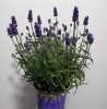 Lavandula angustifolia HIDCOTE - Sötétkék angol vagy közönséges levendula