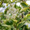 Ligustrum ovalifolium AUREUM - Aranytarka széleslevelű fagyal