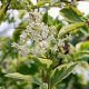 Ligustrum ovalifolium AUREUM - Aranytarka széleslevelű fagyal