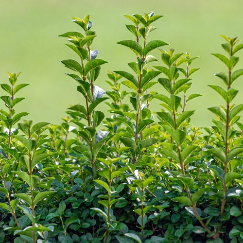 Ligustrum ovalifolium GREEN DIAMOND ® - Télizöld fagyal