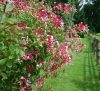 Lonicera henryi - Borostáslevelű lonc (örökzöld futólonc)