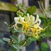 Lonicera japonica HALLIANA - Japán futólonc