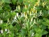 Lonicera japonica HALLIANA - Japán futólonc