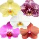 Phalaenopsis Authentic 2 Tak - Orchidea