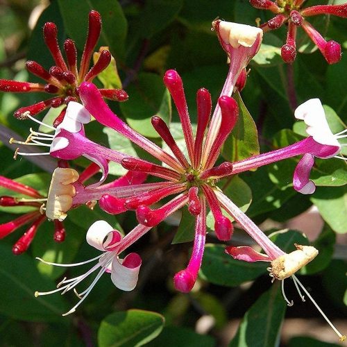 Lonicera japonica RED WORLD -  Japán kúszólonc