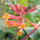 Lonicera x brownii DROPMORE SCARLET -  Skarlát trombitalonc