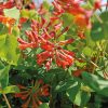 Lonicera x brownii DROPMORE SCARLET -  Skarlát trombitalonc