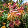 Lonicera x heckrottii AMERICAN BEAUTY - Lila-narancssárga virágú futólonc