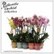 Phalaenopsis Authentic Extra 2 Tak - Orchidea