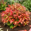 Nandina domestica BLUSH PINK® - Szentfa