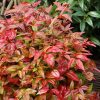 Nandina domestica BLUSH PINK® - Szentfa