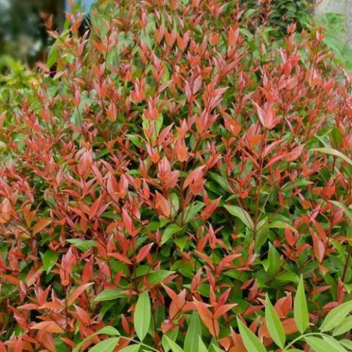 Nandina domestica GULF STREAM -  Japán szentfa