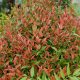 Nandina domestica GULF STREAM -  Japán szentfa