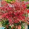 Nandina domestica OBSESSED ® - Japán szentfa