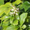 Pachysandra terminalis - Japán kövérke