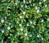 Pachysandra terminalis - Japán kövérke