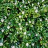 Pachysandra terminalis GREEN CARPET -  Japán kövérke