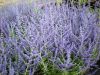 Perovskia atriplicifolia BLUE SPIRE -  Sudárzsálya