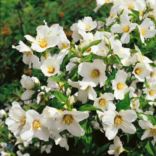 Philadelphus BELLE ETOILE - Gyönyörű csillag jezsámen