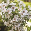 Philadelphus BELLE ETOILE - Gyönyörű csillag jezsámen