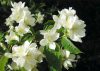 Philadelphus coronarius - Közönséges jezsámen