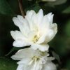 Philadelphus SCHNEESTURM - Jezsámen