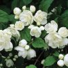 Philadelphus VIRGINAL - Teltvirágú jezsámen