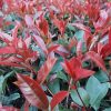 Photinia x fraseri LITTLE RED ROBIN - Korallberkenye