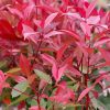 Photinia x fraseri LITTLE RED ROBIN - Korallberkenye